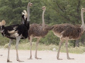 非洲鸵、澳洲鸵、美洲鸵和鹤鸵,傻傻分不清?
