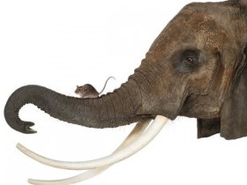 体型越大,寿命更长?还是体型越小,活的越久?