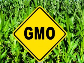 开骂之前,先了解这些关于转基因的基本知识?