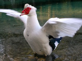 番鸭是鸳鸯最近的亲戚,你知道吗?