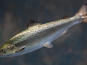 转基因三文鱼正向你游来