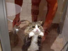 猫究竟怕不怕水？