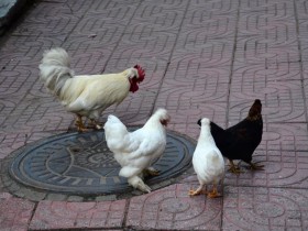 天天“吃鸡”的你,真的了解鸡吗?