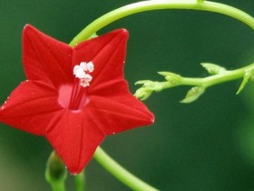 花儿为什么这么美?