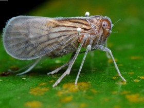 “水稻黑条矮缩病”是什么?