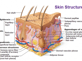 皮肤能吸收化妆品中的“营养成分”吗?
