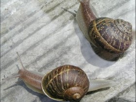 左右对称与左右不对称