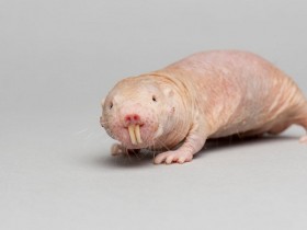 裸鼹形鼠为什么不得癌症？