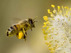 转基因虽然好,扩散漂移了可咋办?