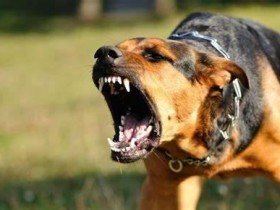 为什么狂犬病一旦发病就没治了?