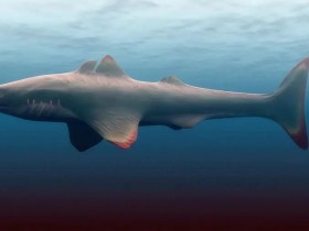 裂口鲨：4亿年前的鲨鱼家族老祖宗