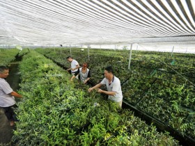 超过6000万亩!中药材种植爆发式增长或威胁粮食安全