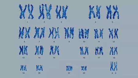 生殖隔离和染色体数目的关系，真的那么紧密吗？