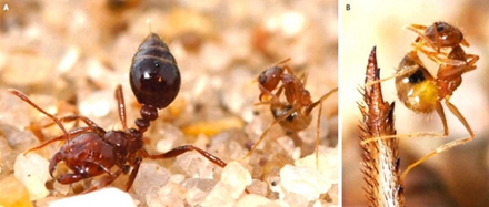 蚂蚁也有解毒药？