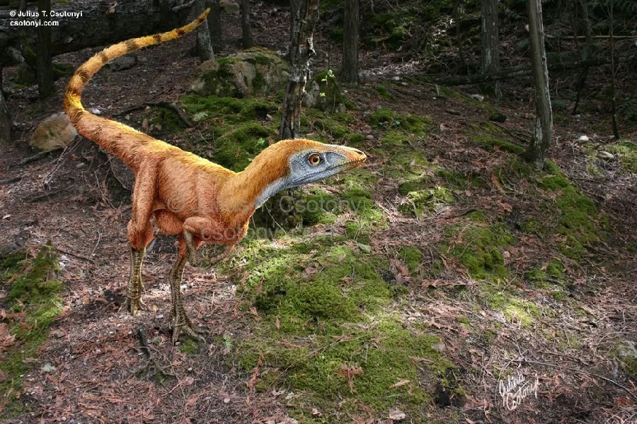古生物学家在中国发现了真正的迅猛龙