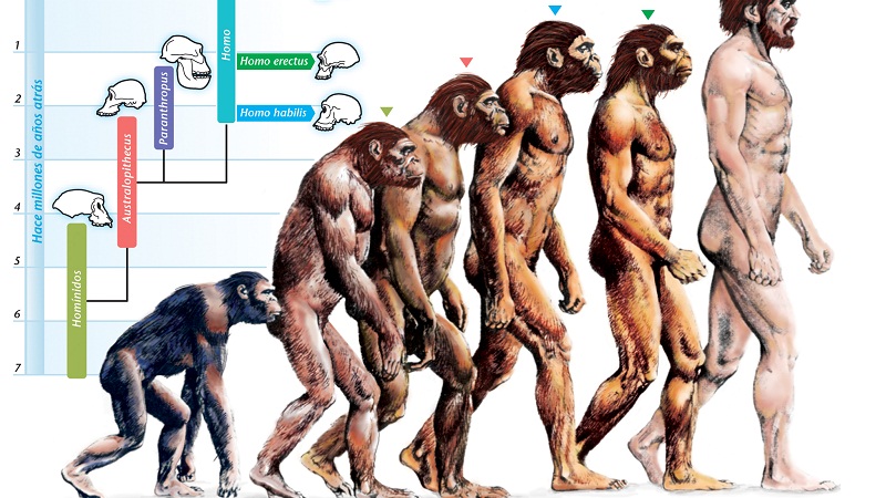 进化论迷思：一切都是适应的结果？