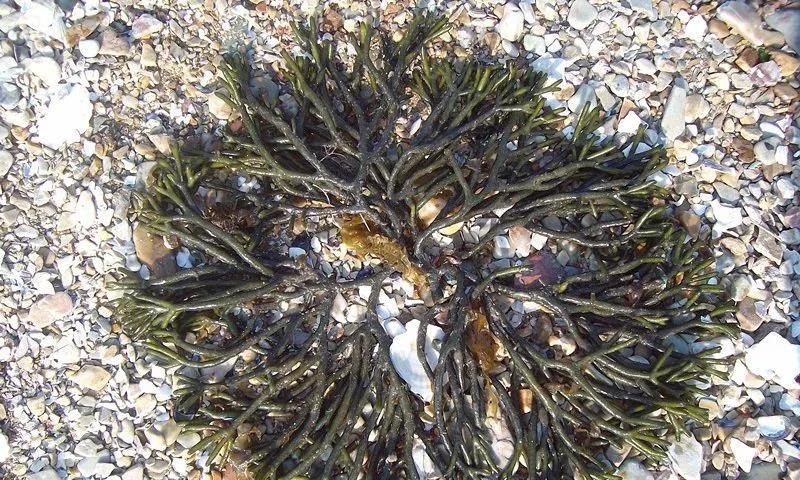 海滩上有哪些常见可食用藻类？